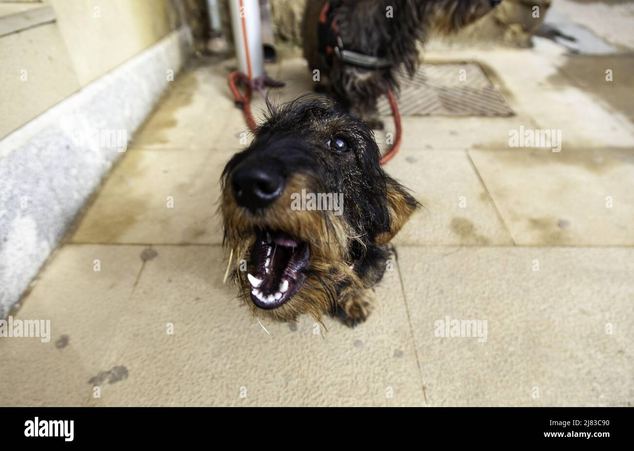 Tied up puppy hires stock photography and images Alamy