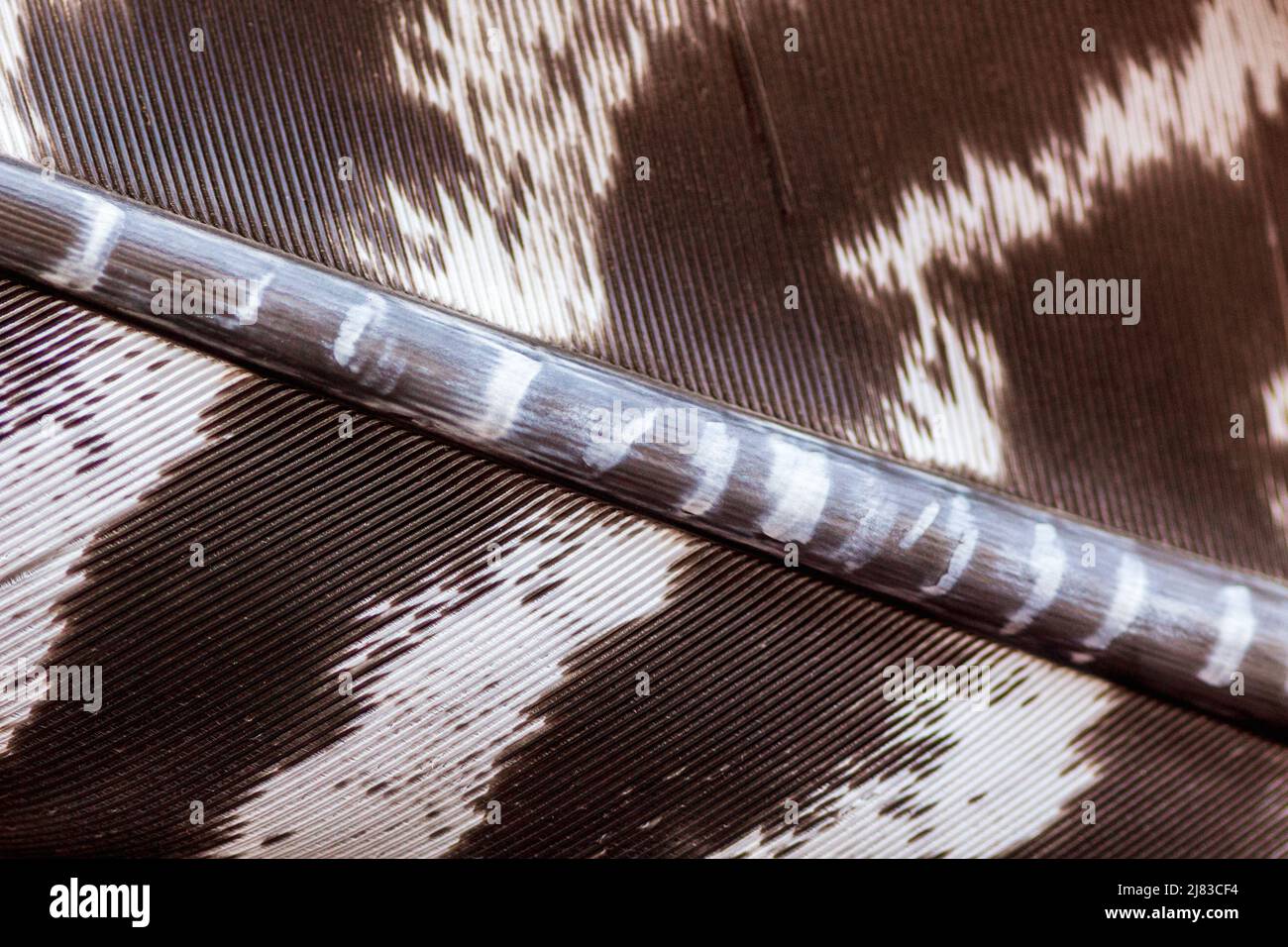 A macro shot of a feather found on a walk from a wild turkey (Meleagris ...