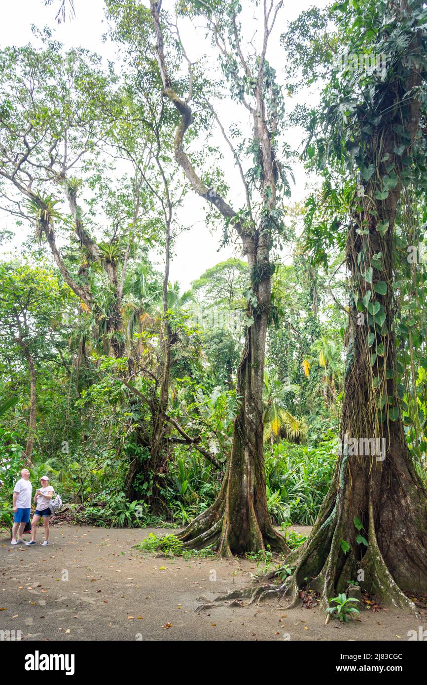 Tropical trees and vines, Playa Grande, Parque Nacional Manzanillo, Limón Province, Republic of Costa Rica Stock Photo