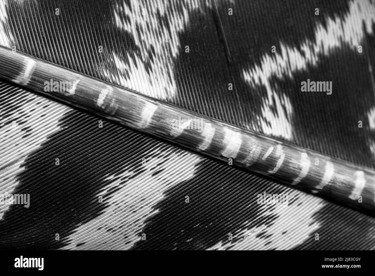 A macro shot of a feather found on a walk from a wild turkey (Meleagris) reveals barred patterns Stock Photo
