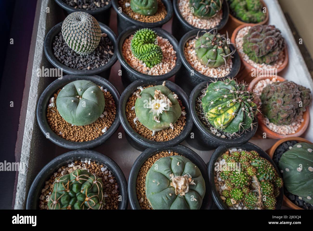 Lophophora williamsii blooms among other cacti on the tray in a plant shop. That cactus is known as peyote which contains mescaline. Stock Photo