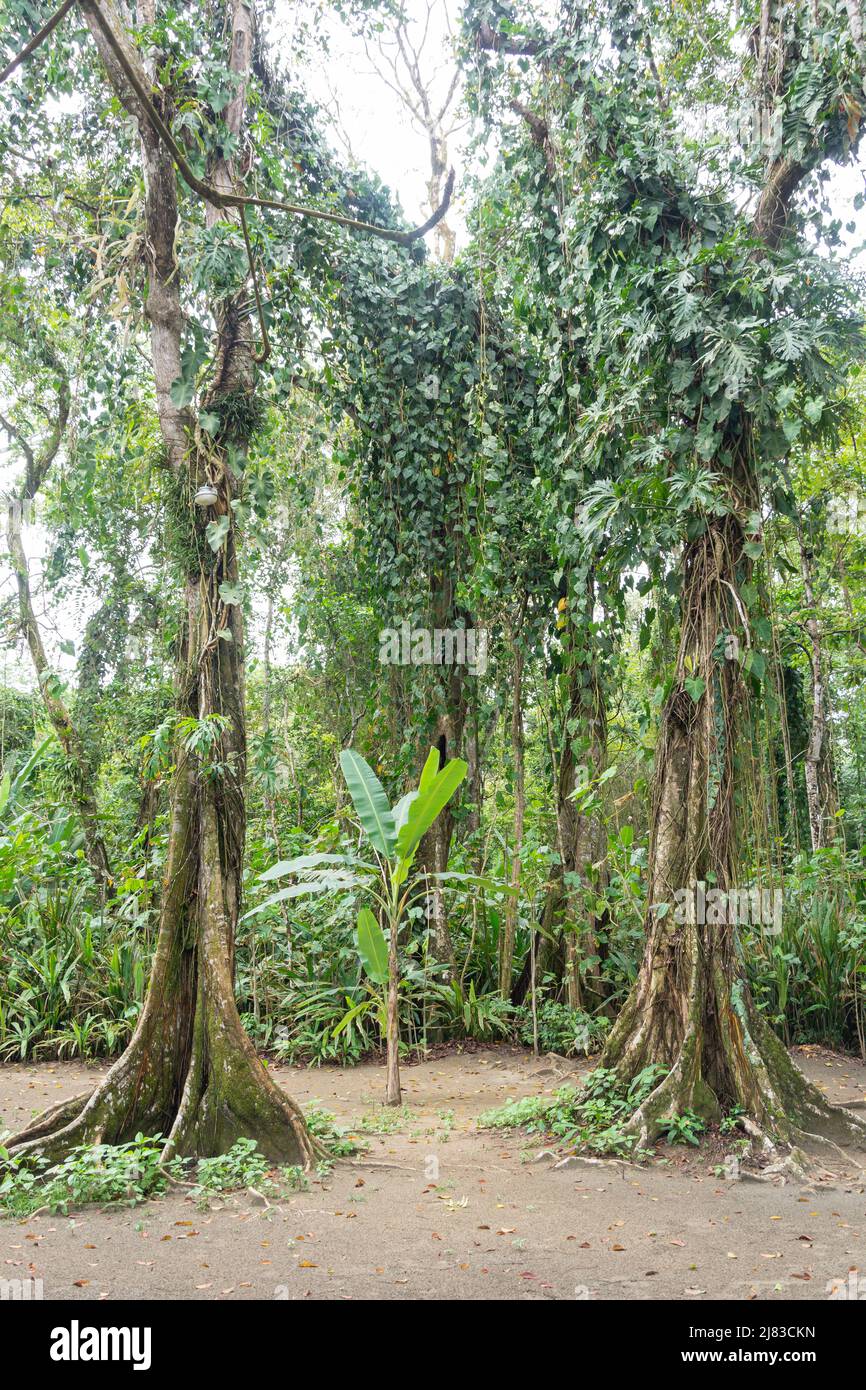 Tropical trees and vines, Playa Grande, Parque Nacional Manzanillo, Limón Province, Republic of Costa Rica Stock Photo