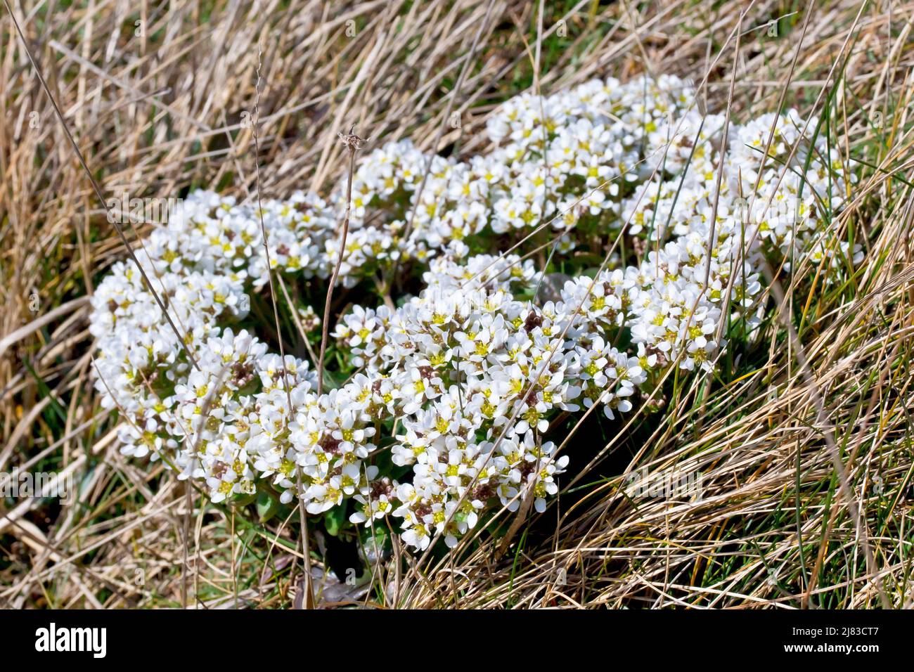 Common Scurvy-grass (cochlearia officinalis), close up showing the white flowered plant growing through the dead grass of a cliff-top path in spring. Stock Photo