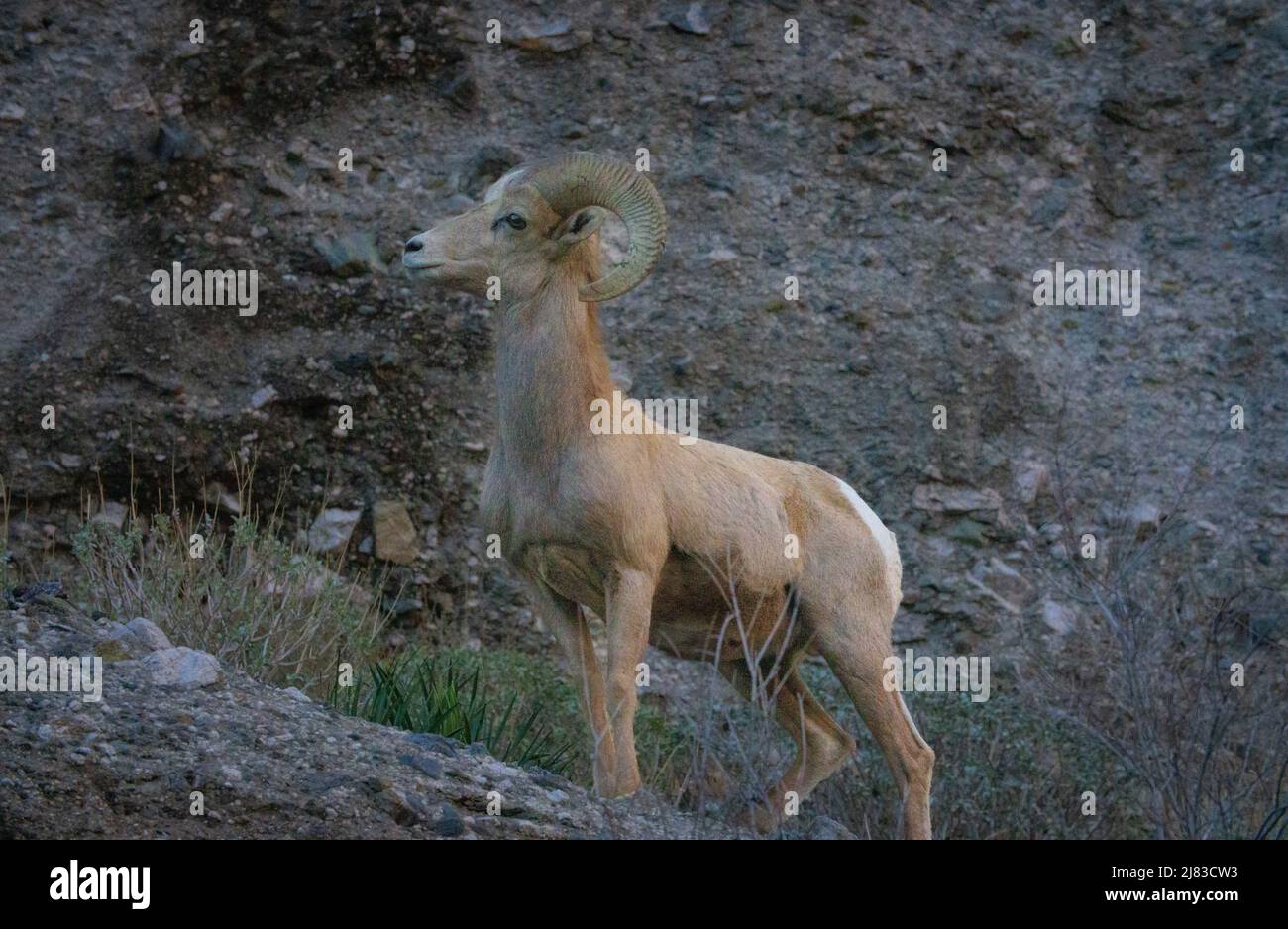 A young male bighorn sheep forage the high desert in winter at the Sand to Snow National Monument near Palm Springs, California. Stock Photo
