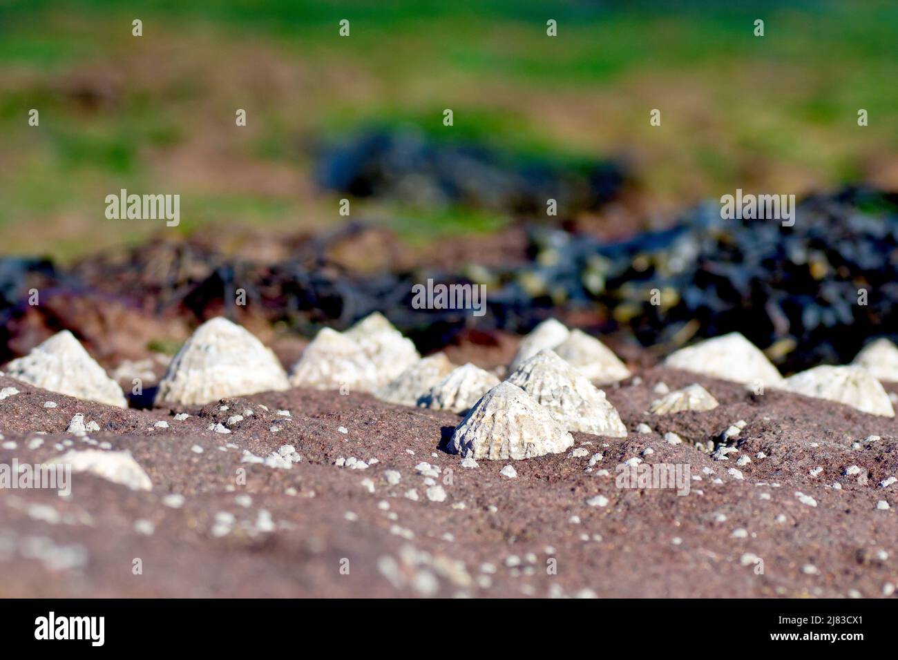 Close up of several limpets (patella vulgata) attached to a red sandstone rock on the beach at low tide, shot with limited depth of field. Stock Photo