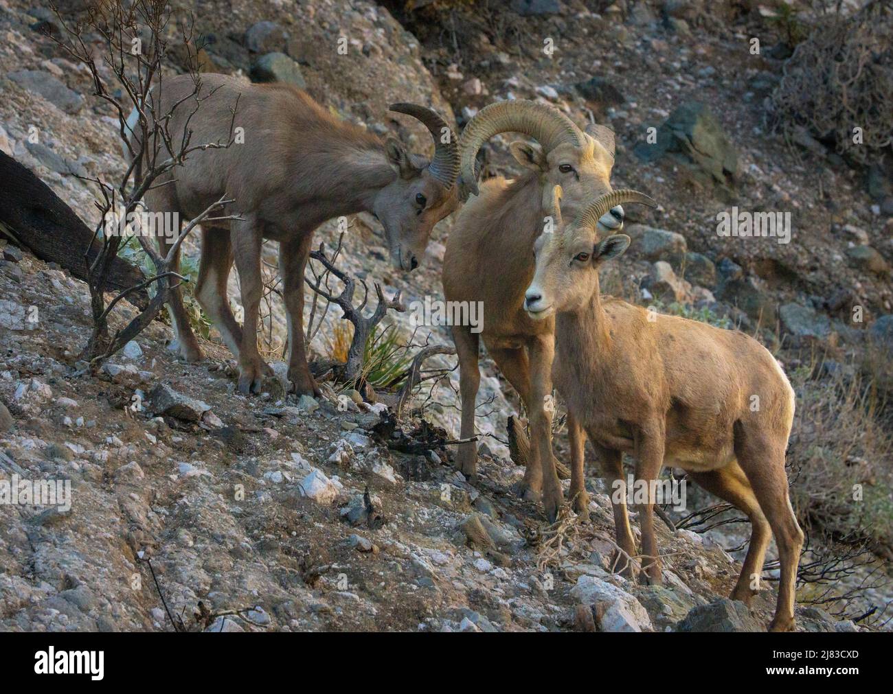 Sierra Nevada bighorn sheep forage the high desert in winter at the Sand to Snow National Monument near Palm Springs, California. Stock Photo