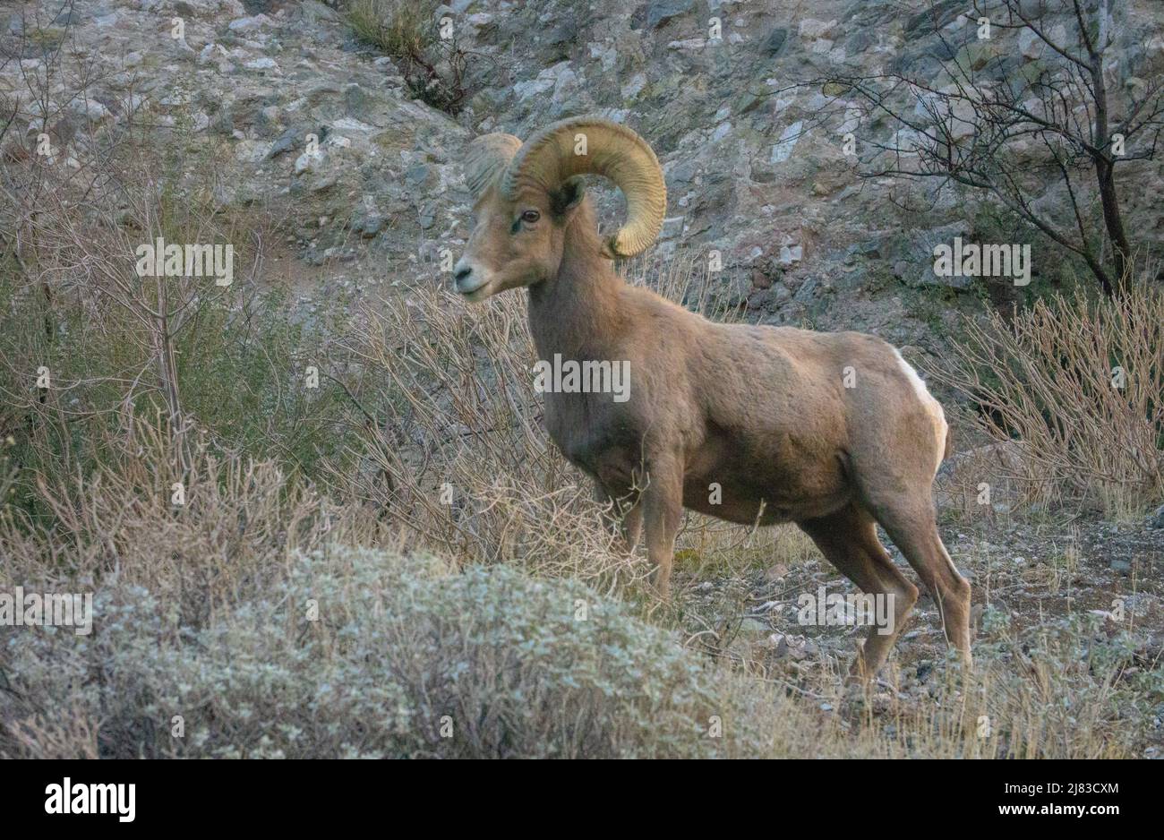 A young male bighorn sheep forage the high desert in winter at the Sand to Snow National Monument near Palm Springs, California. Stock Photo