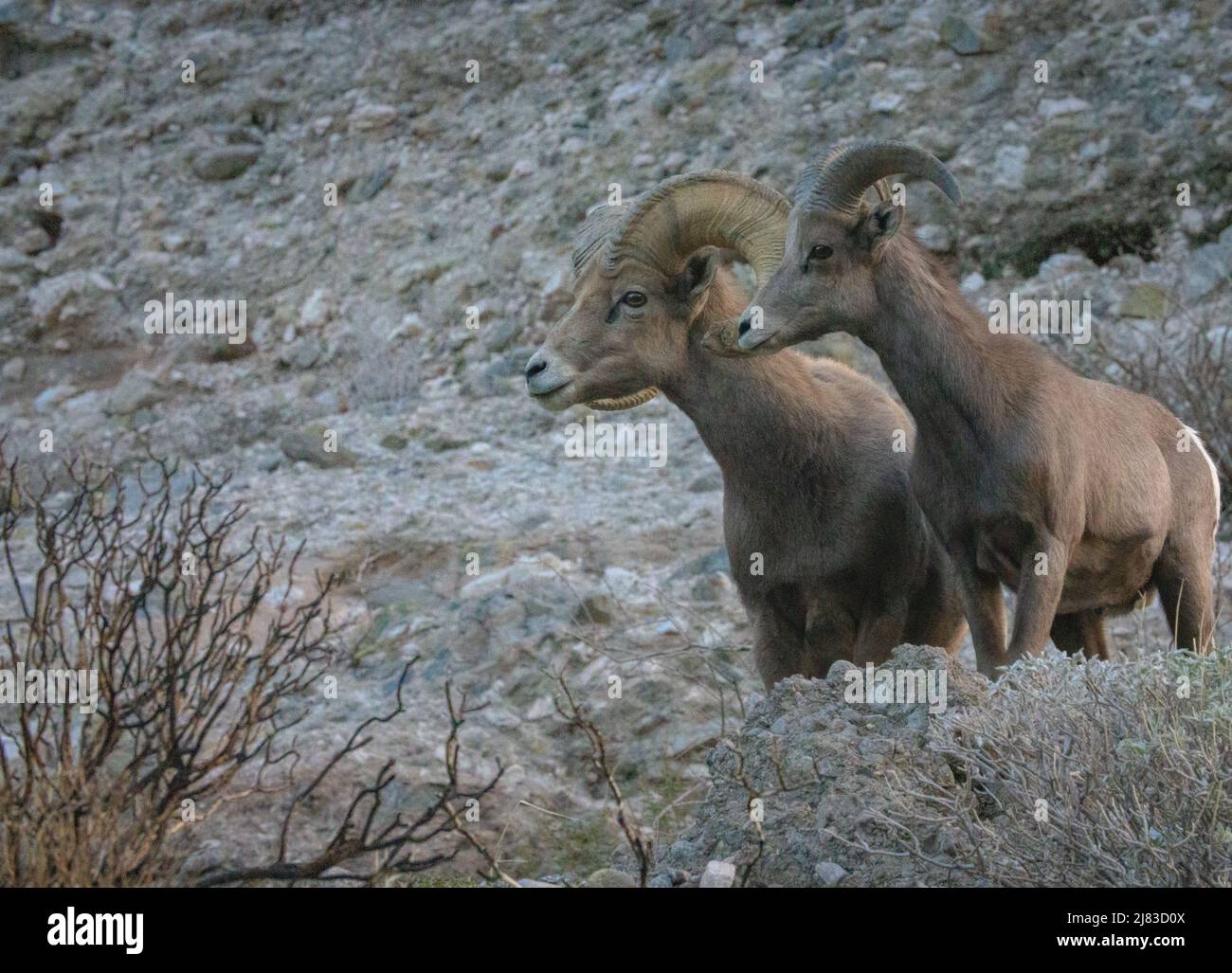A pair of bighorn sheep forage the high desert in winter at the Sand to Snow National Monument near Palm Springs, California. Stock Photo
