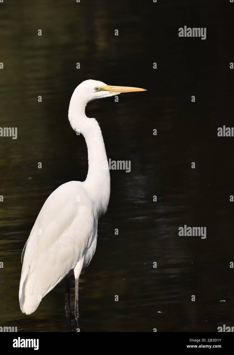 The great egret, Ardea albam, common egret, large egret, great white egret. great white heron, shot in early morning in India Stock Photo