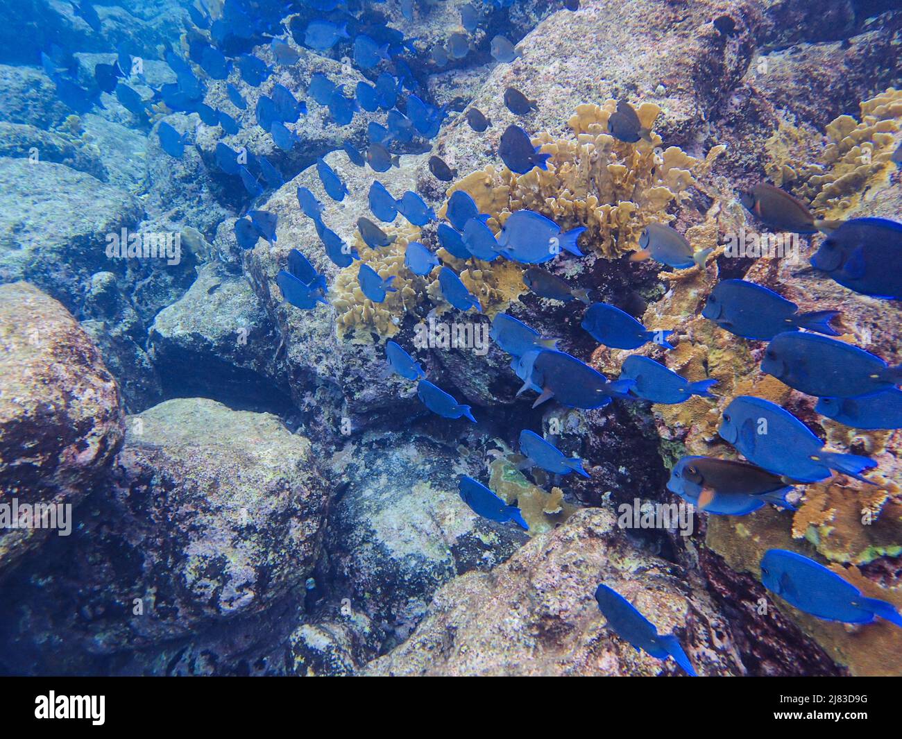 Blue Tang eating growth off of coral in Curacao. Stock Photo