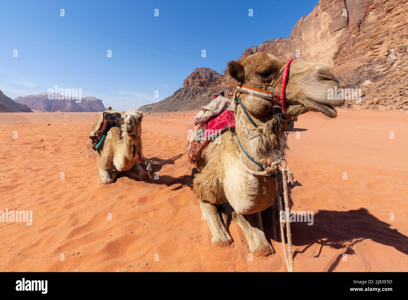 Two Camels dromedary resting lying on the sand. On blue sky background Stock Photo