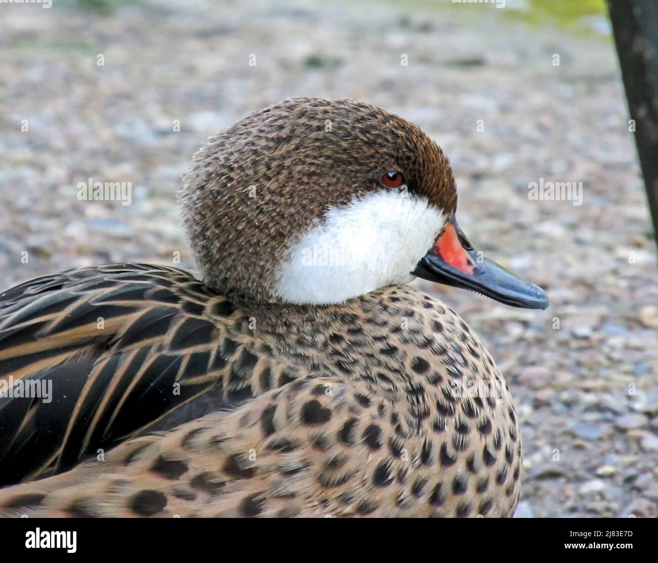 Profile of a white cheeked Pintail, Anas Bahamensis, which most likely escaped from captivity at a lake in southern England, Stock Photo
