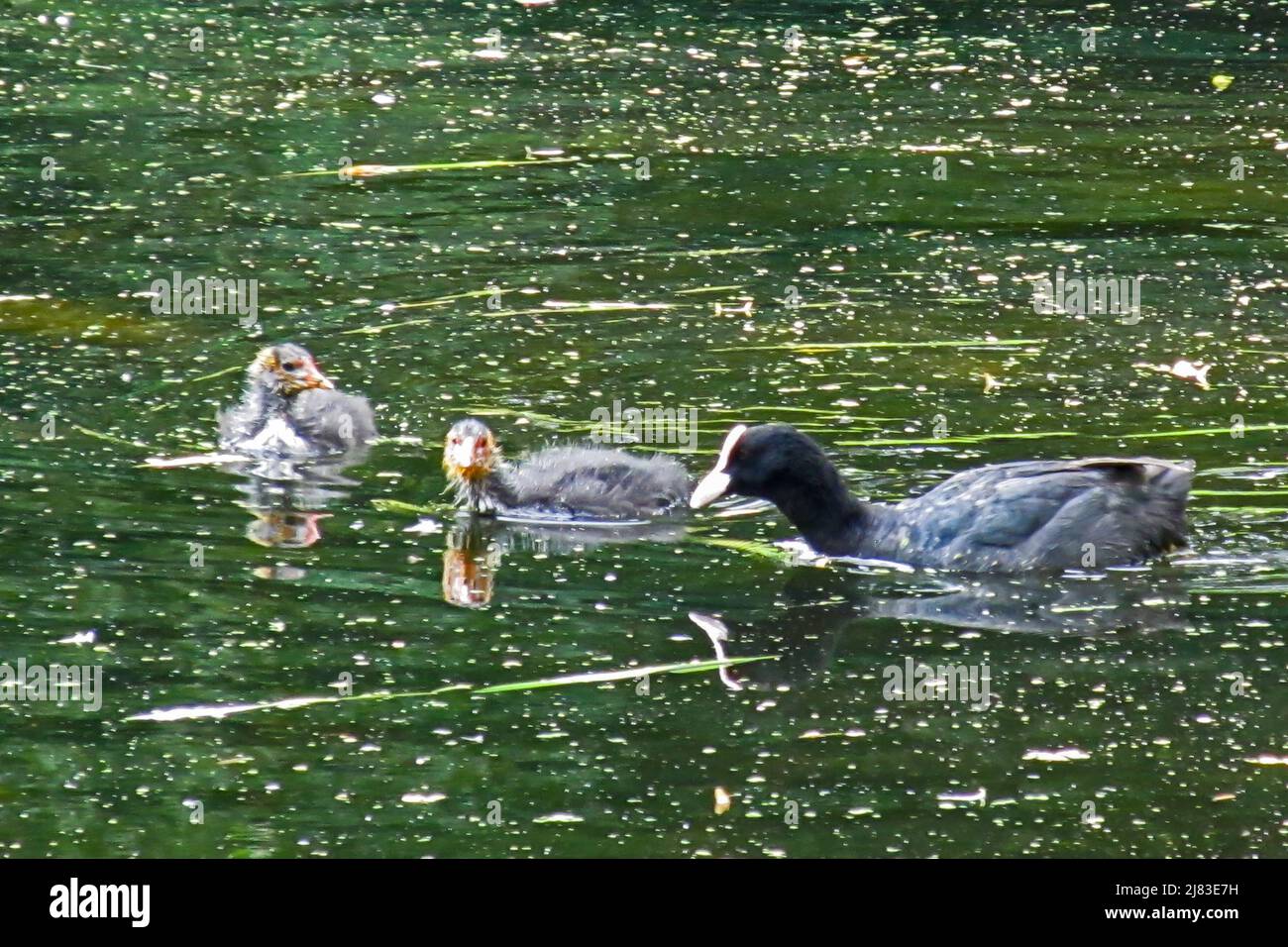 A common Coot with its chicks, swimming in a lake in southern England, which reflect the coots