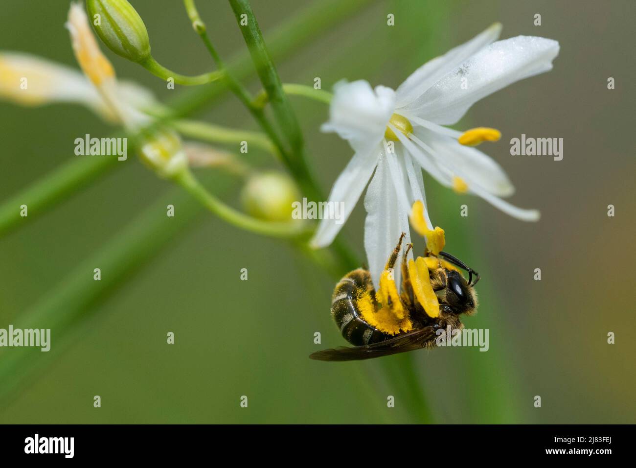 Sweat bee (Halictus) bites open anthers with pollen, branchial grass lily (Anthericum ramosum), Solothurn, Switzerland-182530 Stock Photo