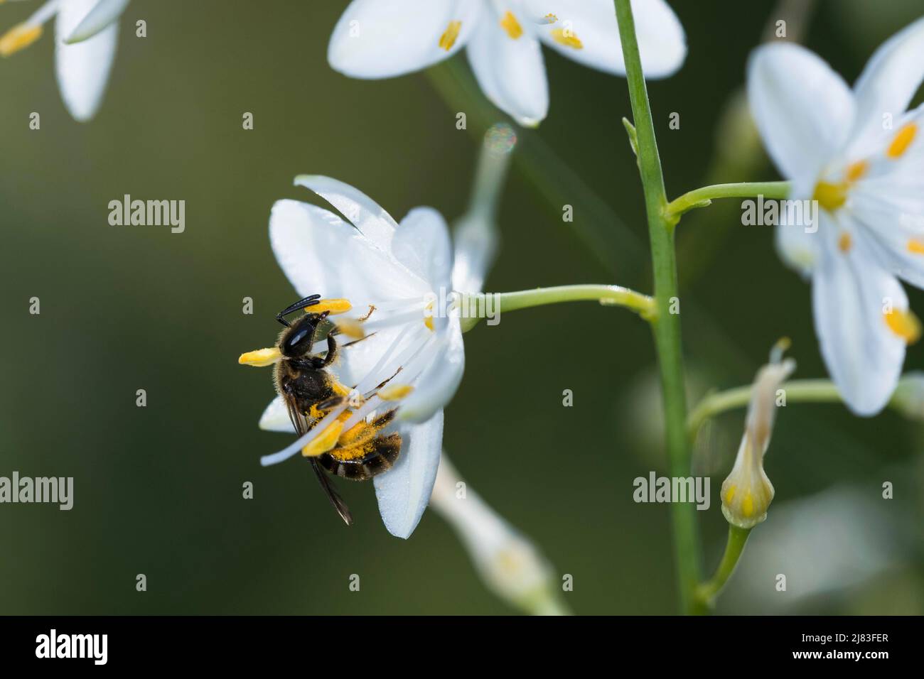 Sweat bee (Halictus) bites open anthers with pollen of the branchial grass lily (Anthericum ramosum), Solothurn, Switzerland-205935 Stock Photo