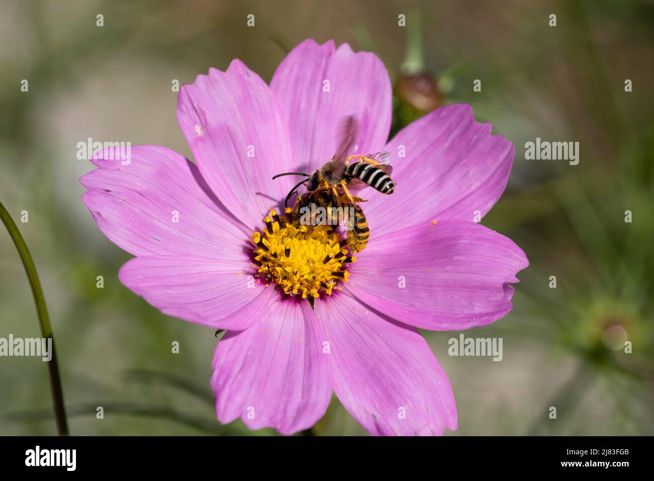 Yellow-banded furrowing bee (Halictus scabiosa), male flying at female, chinese anemone (Anemone hupehensis), Solothurn, Switzerland-173543-3 Stock Photo