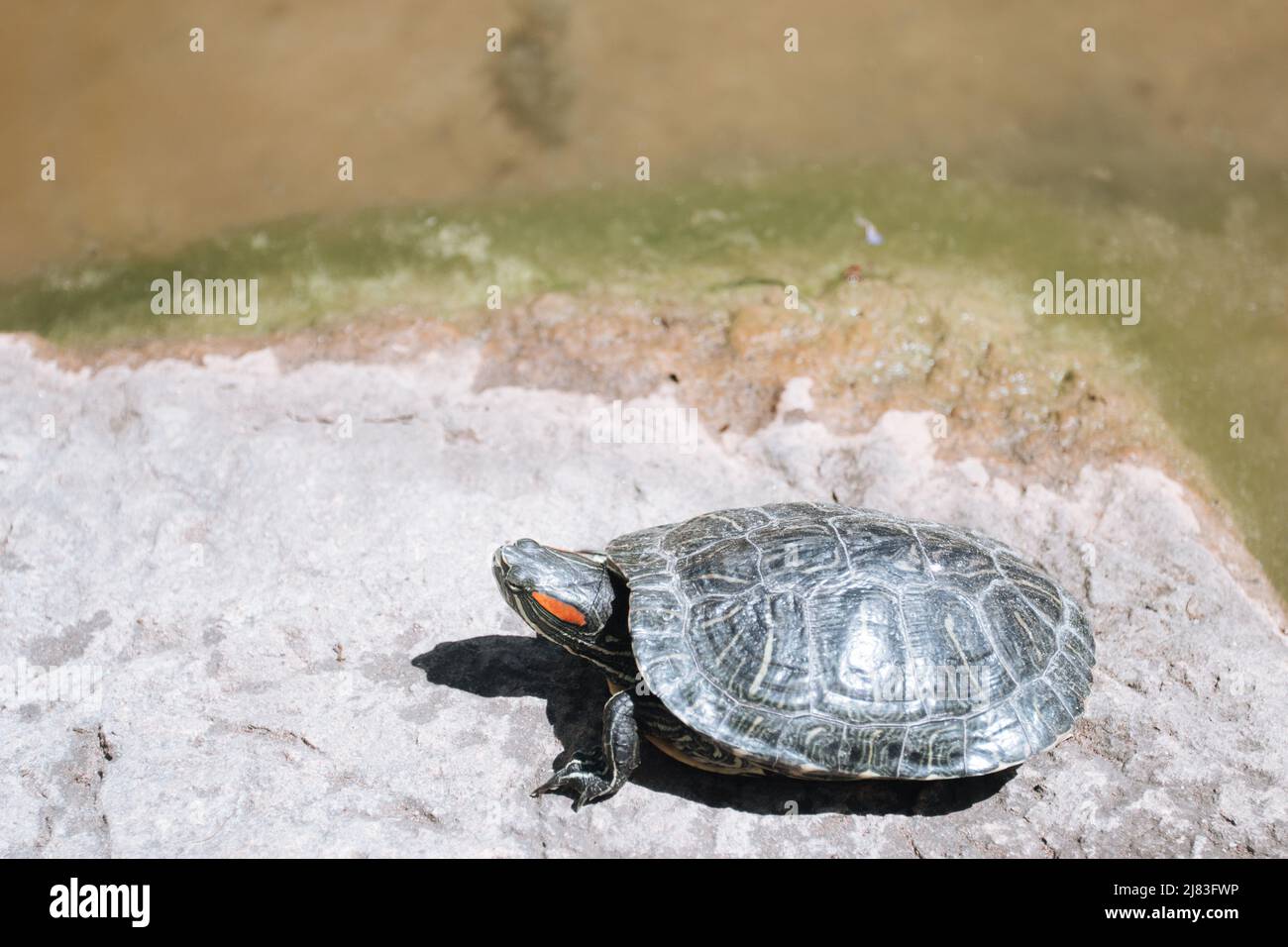 Red - eared turtle is sunbathing on a rock in a pond Stock Photo - Alamy