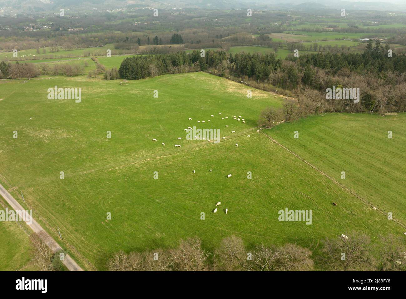 Aerial view of herd of cows grazing on farmland field Stock Photo - Alamy