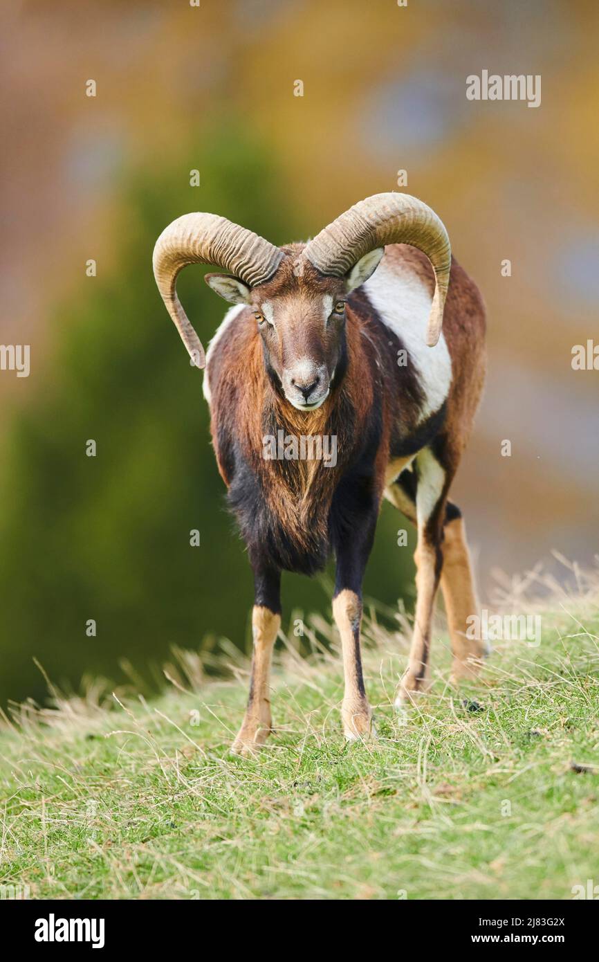 European mouflon (Ovis aries musimon) ram (male) in the alps, Wildlife