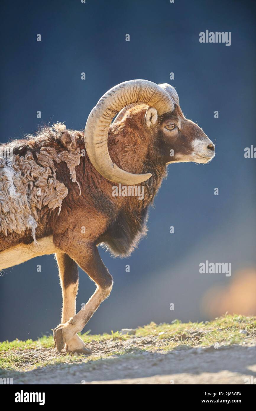 Musimon European mouflon (Ovis aries musimon ram (male) portrait in the alps ...