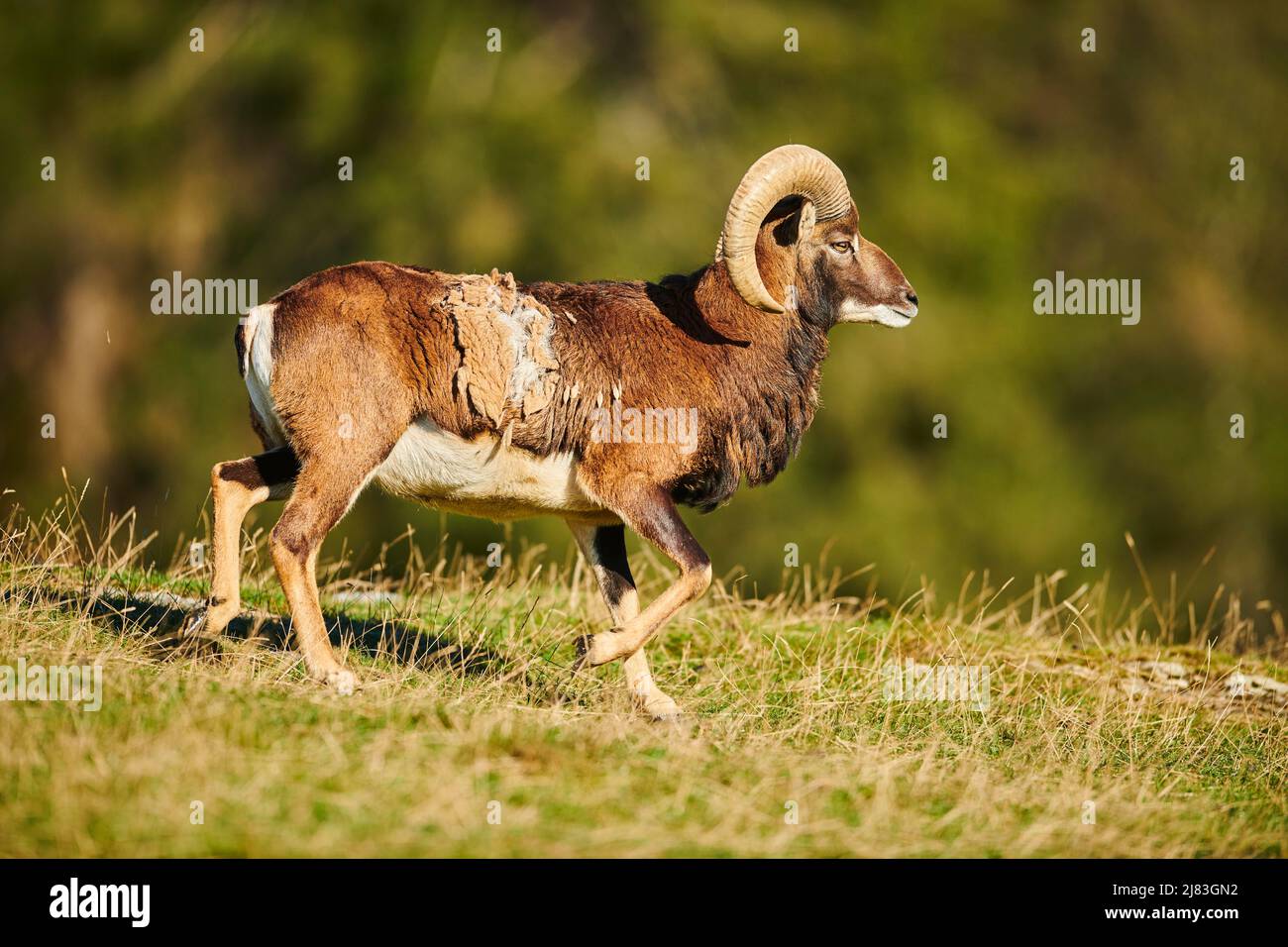 Musimon European mouflon (Ovis aries musimon) ram (male) in the alps, Wildlife ...