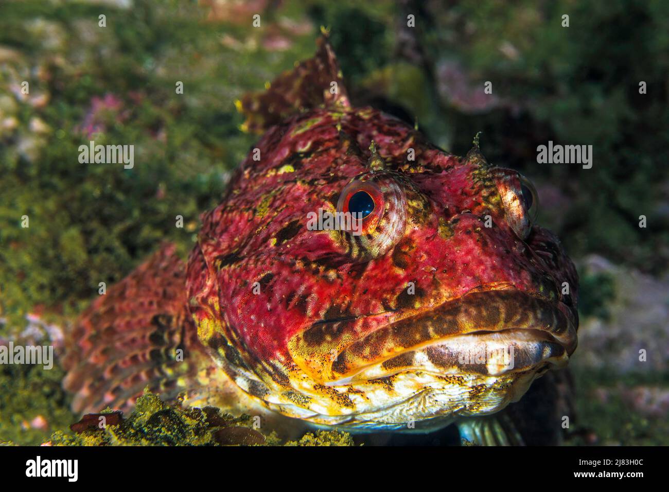 Red sea raven (Hemitripterus americanus), Nova Scotia, Atlantic Ocean ...