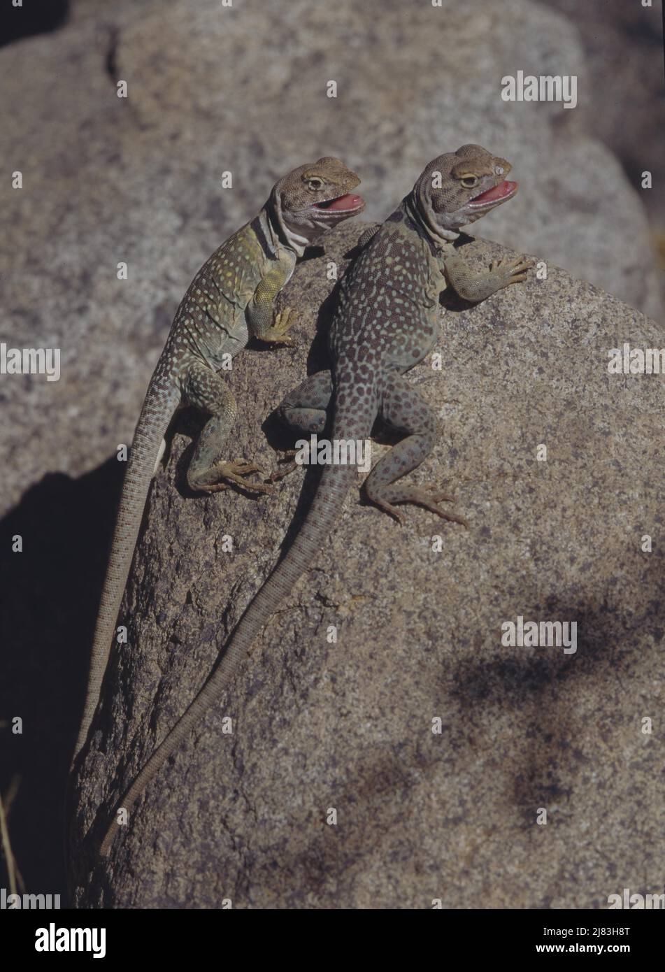 Halsband-Leguan Crotaphylus colaris Stock Photo