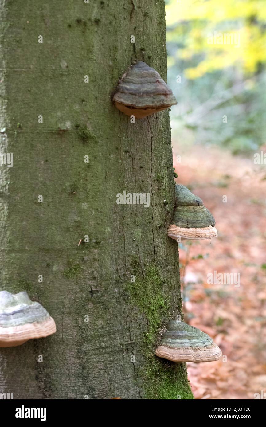 Tinder fungus (Fomes fomentarius), beautiful fruiting bodies in summer beech forest, North Rhine-Westphalia, Germany Stock Photo