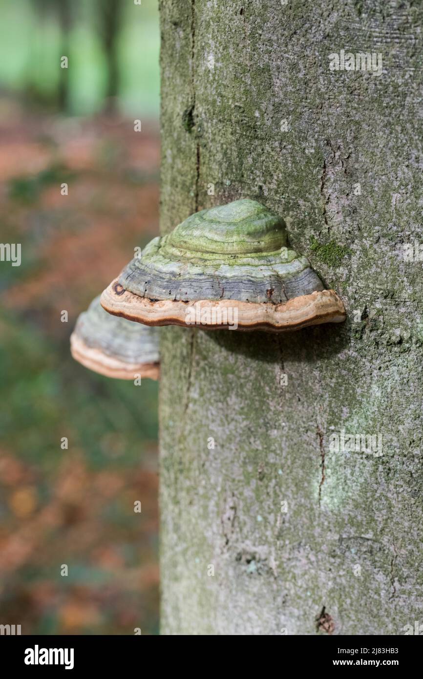 Tinder fungus (Fomes fomentarius), beautiful fruiting bodies in summer beech forest, North Rhine-Westphalia, Germany Stock Photo