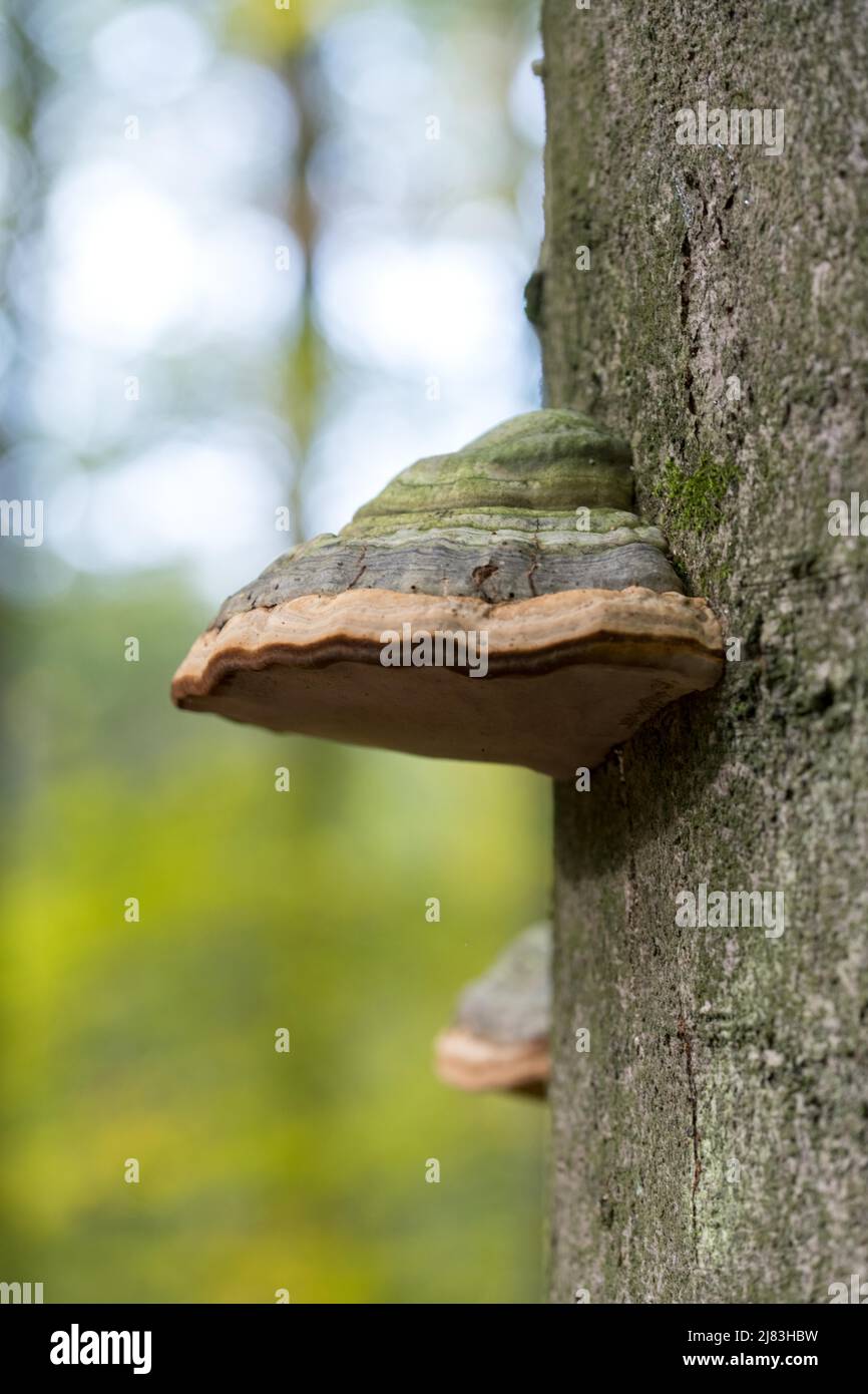 Tinder fungus (Fomes fomentarius), beautiful fruiting body in a summer beech forest, North Rhine-Westphalia, Germany Stock Photo