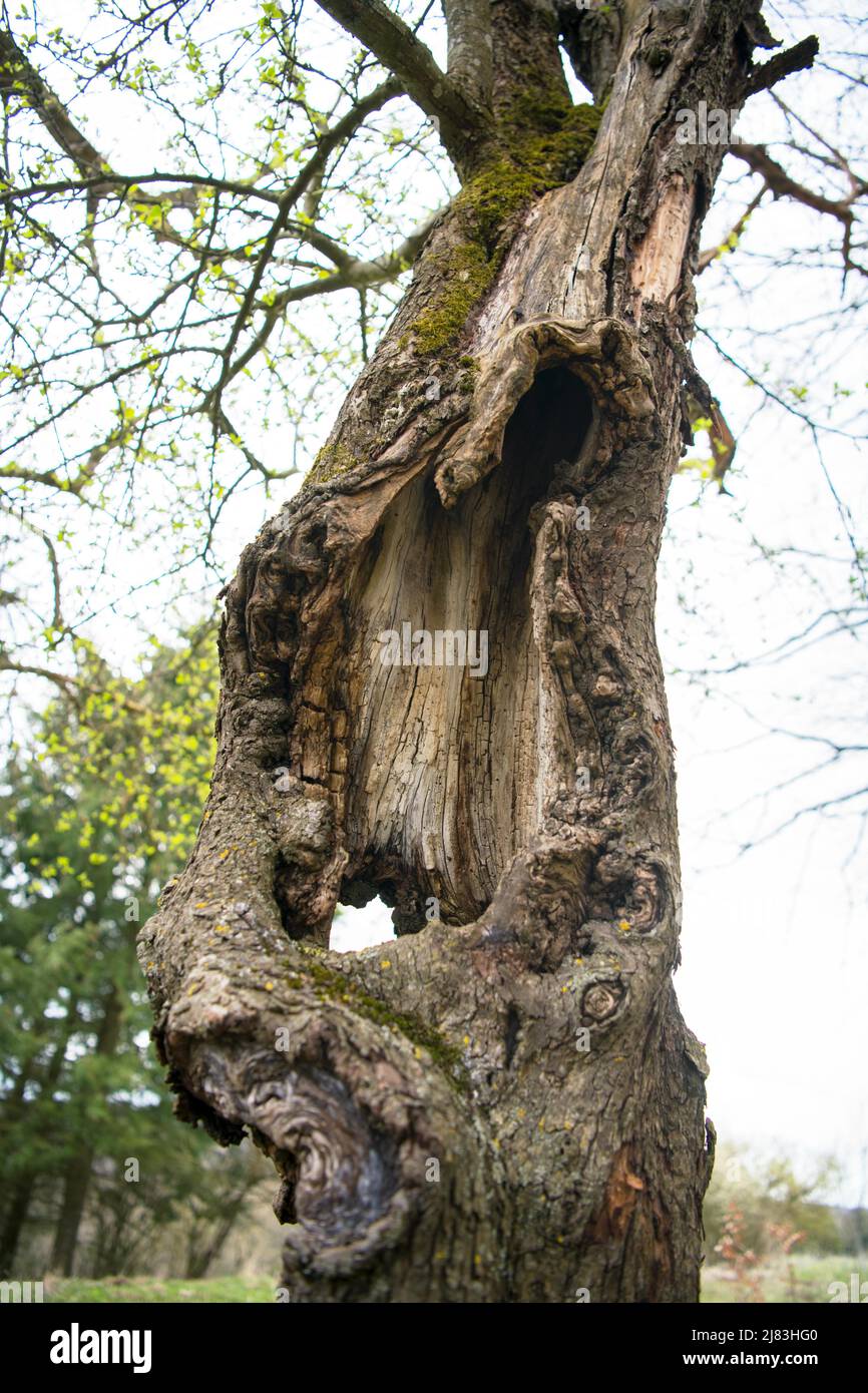 Orchard meadow as nature conservation area, cavity trees as important breeding and nesting