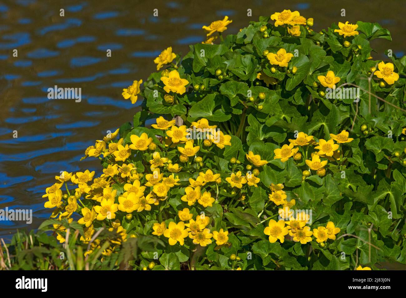 Flowering marsh marigold (Caltha palustris) at a pond, Bavaria, Germany Stock Photo