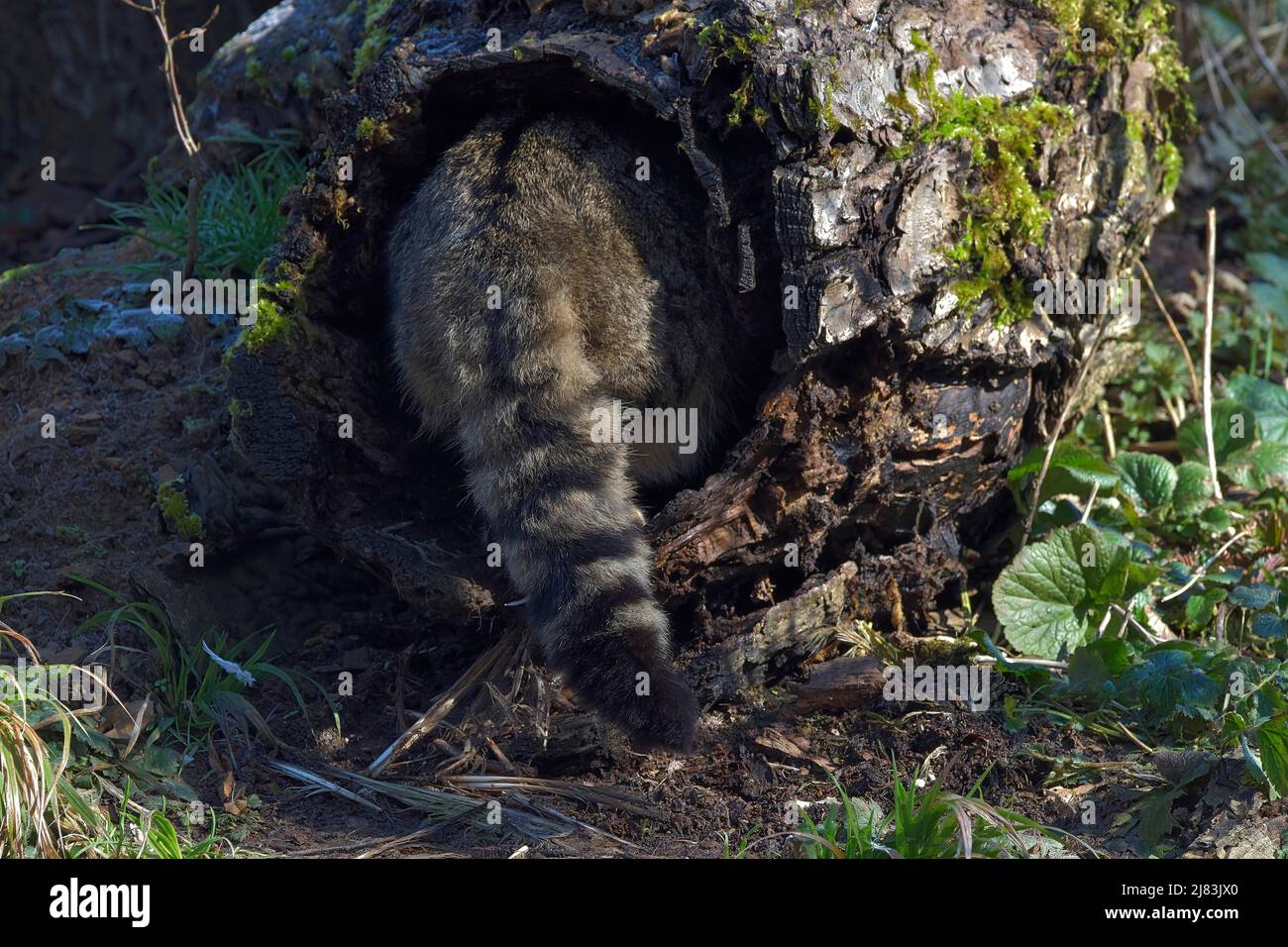 Wildkatze (Felis silvestris) verschwindet in einem hohlen Baum, die charakteristische Schwanzzeichnung ist sichtbar, captive, Tierpark Weilburg Stock Photo