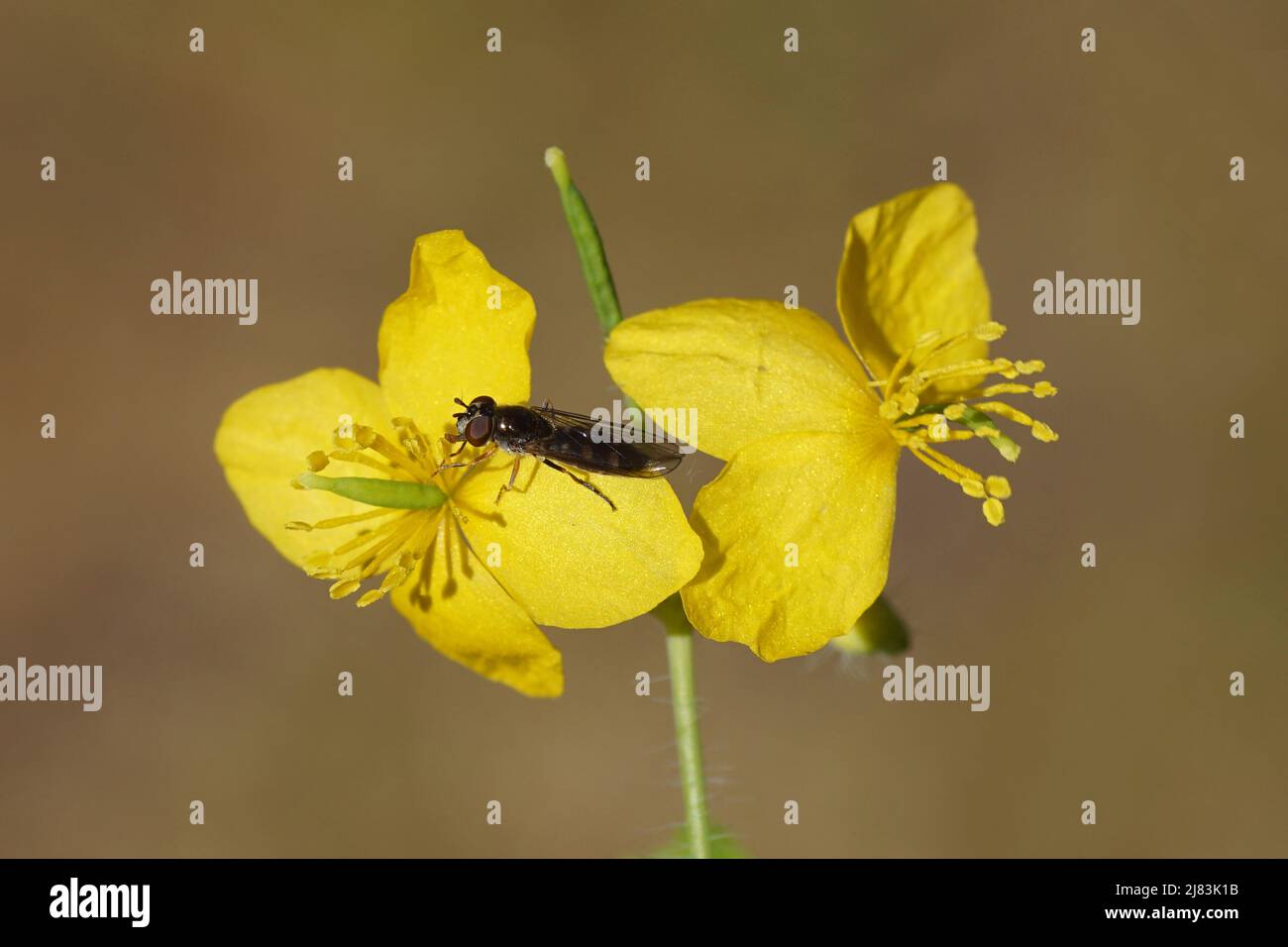 Female hoverfly Platycheirus. Maybe Platycheirus scutatus, family hoverflies (Syrphidae) on flowers of greater celandineflower (Chelidonium majus), Stock Photo