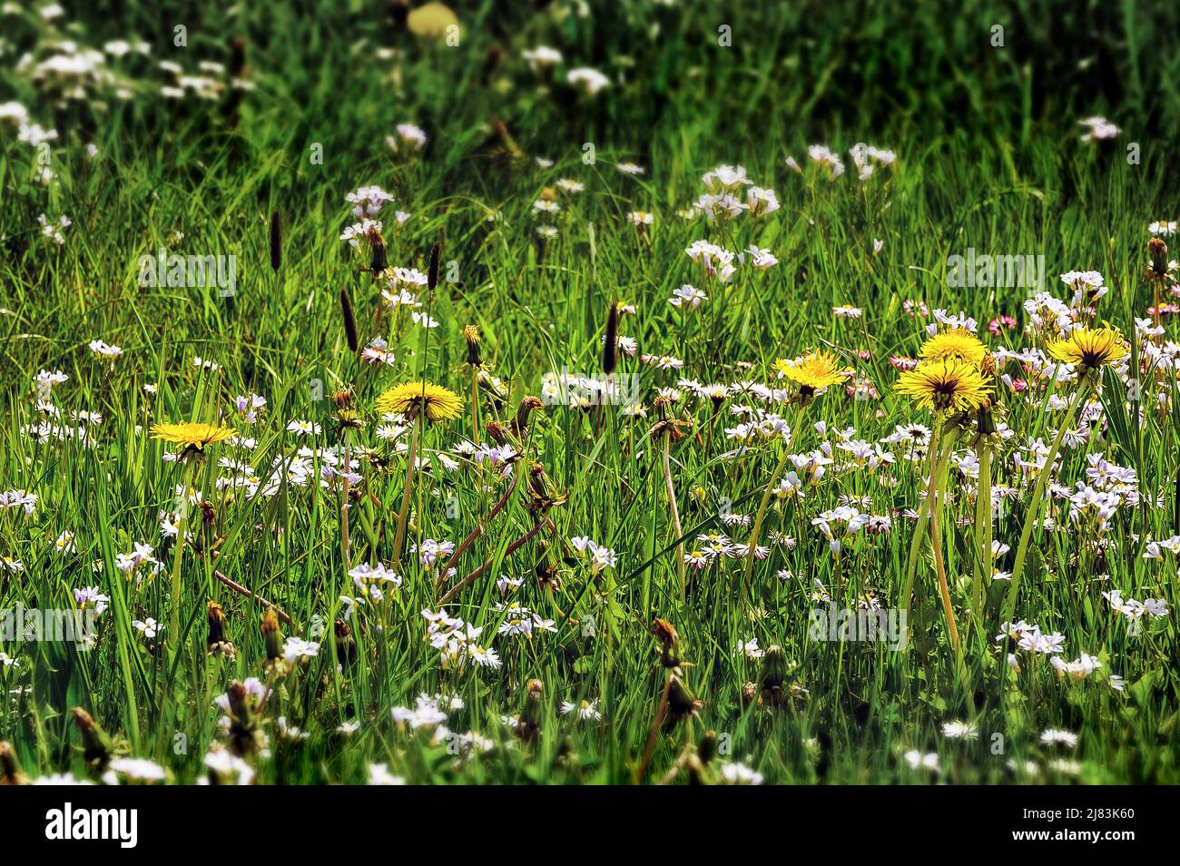 Spring meadow with dandelion (Taraxacum) and cuckoo flower (Cardamine pratensis), Kempten, Allgaeu, Bavaria, Germany Stock Photo