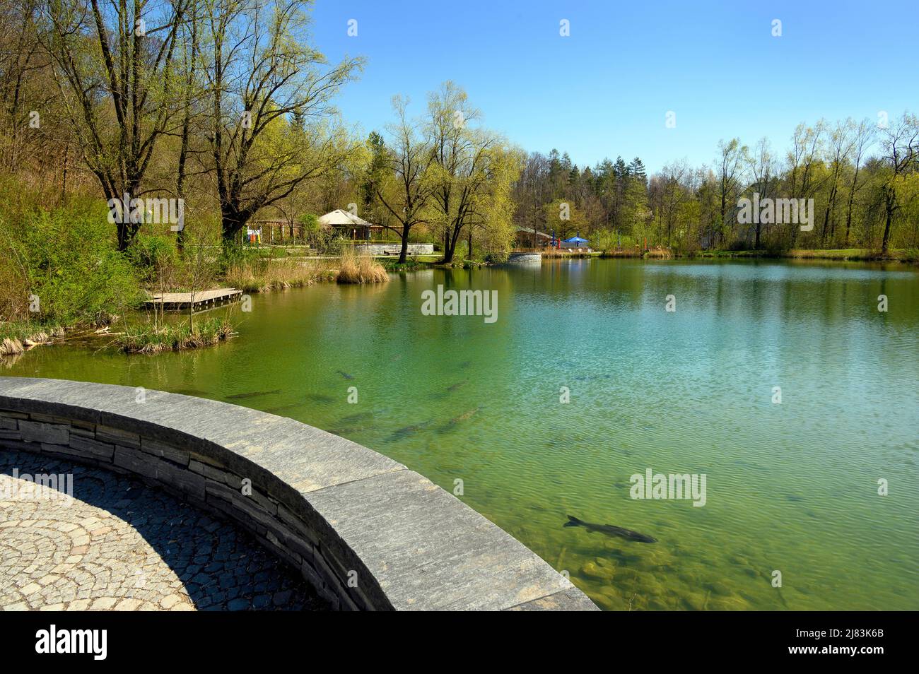 The pond with grass carp (Ctenopharyngodon idella) in Engelhaldepark, Kempten, Allgaeu, Bavaria, Germany Stock Photo