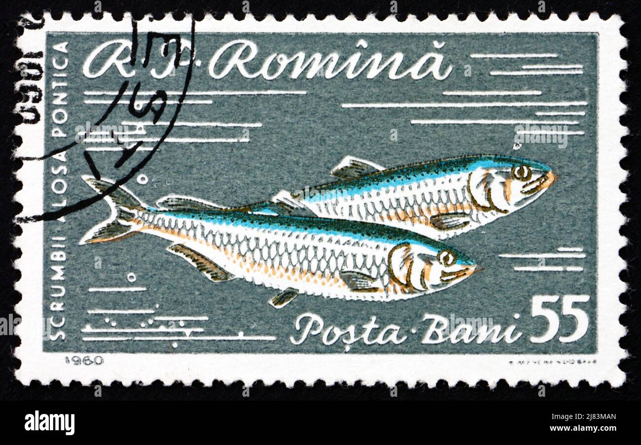ROMANIA - CIRCA 1960: a stamp printed in the Romania shows Pontic Shad, Alosa Immaculata, Alosa Pontica, Fish, circa 1960 Stock Photo