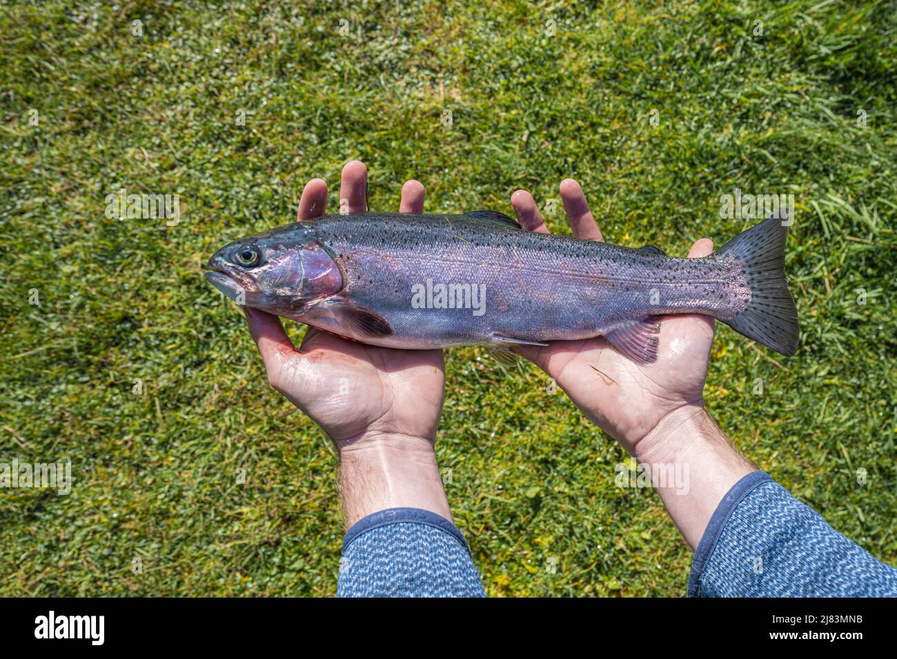 Hands holding a caught trout, fishing, edible fish Stock Photo Alamy