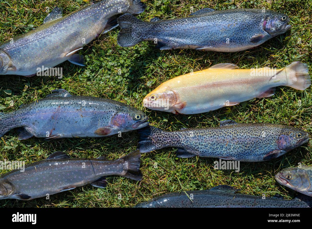Many caught trout lie in the grass, different species of trout, edible fish Stock Photo Alamy