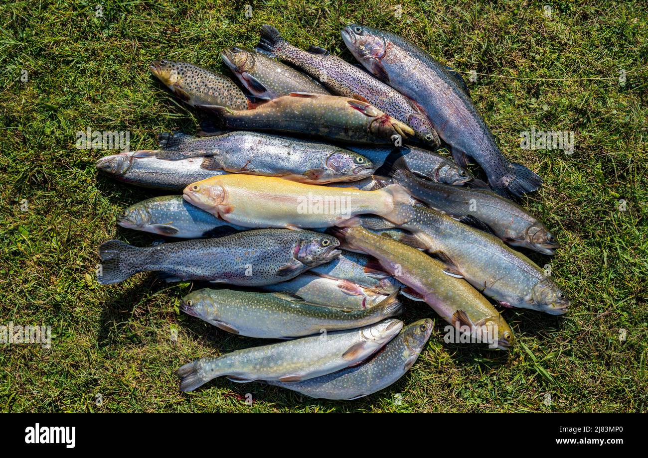 Many caught trout lie in the grass, different species of trout, edible