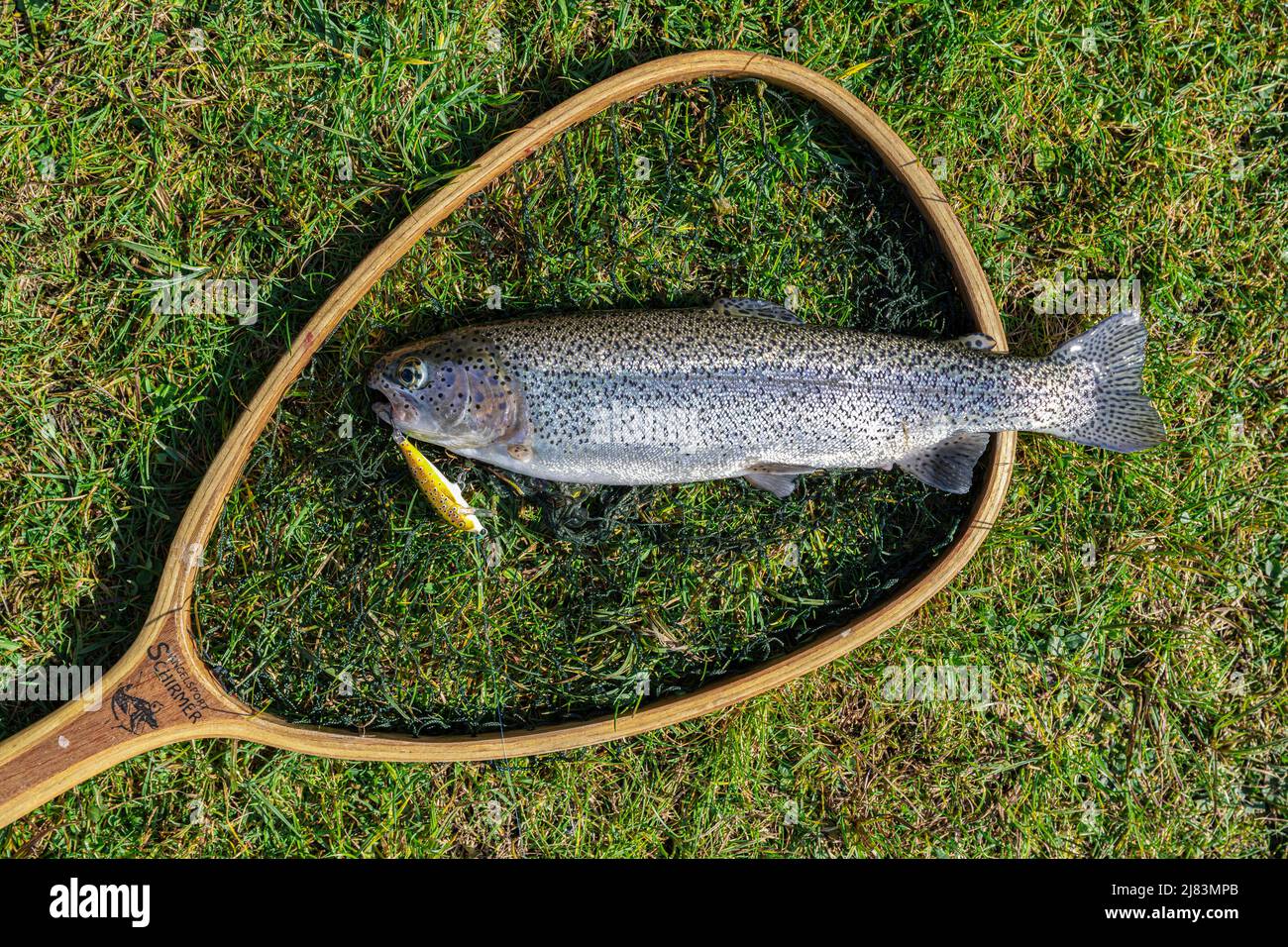 Wobbler, fishing, trout lying in a landing net Stock Photo - Alamy