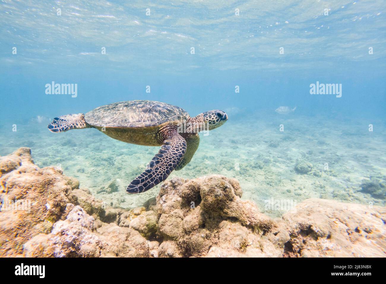 Gruene Meeresschildkroete (Chelonia mydas), unter Wasser, Anini Beach, Kauai, Hawaii, USA Stock Photo