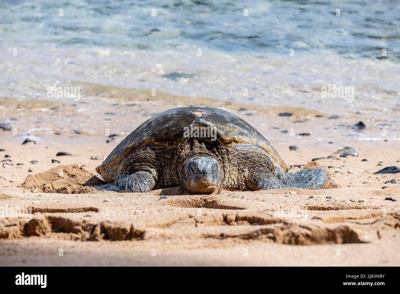Gruene Meeresschildkroete (Chelonia mydas), am Strand, Kuau Cove, Maui, Hawaii, USA Stock Photo