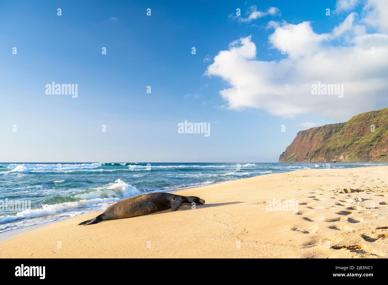 Hawaii-Moenchsrobbe (Neomonachus schauinslandi) liegt am Strand des Polihale State Park, Kauai, Hawaii, USA Stock Photo