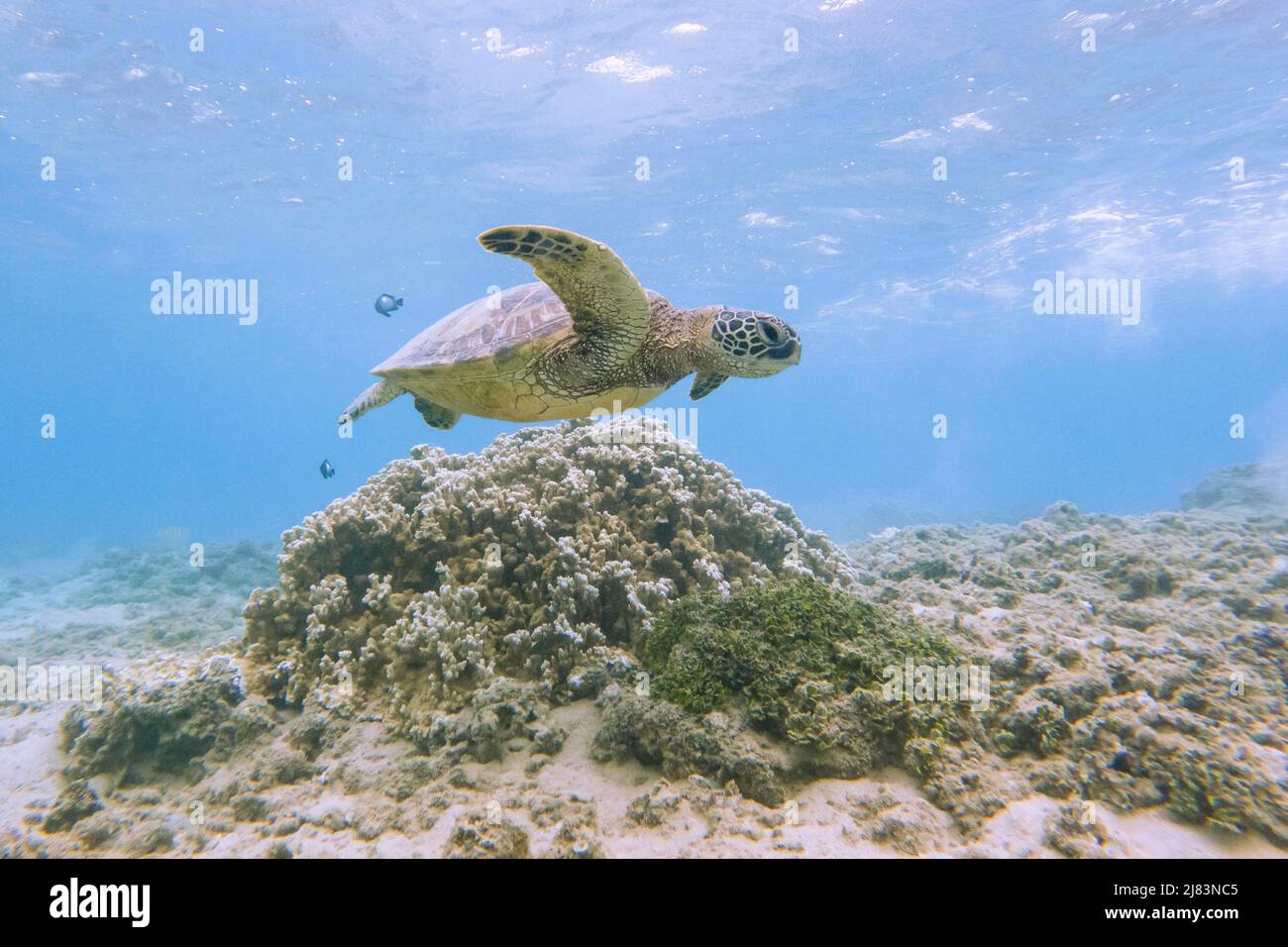 Gruene Meeresschildkroete (Chelonia mydas), unter Wasser, Tunnels Beach, Kauai, Hawaii, USA Stock Photo