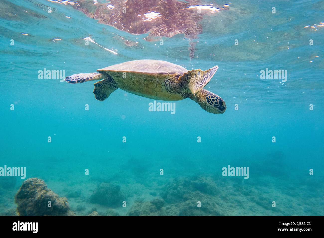 Gruene Meeresschildkroete (Chelonia mydas), unter Wasser, Tunnels Beach, Kauai, Hawaii, USA Stock Photo