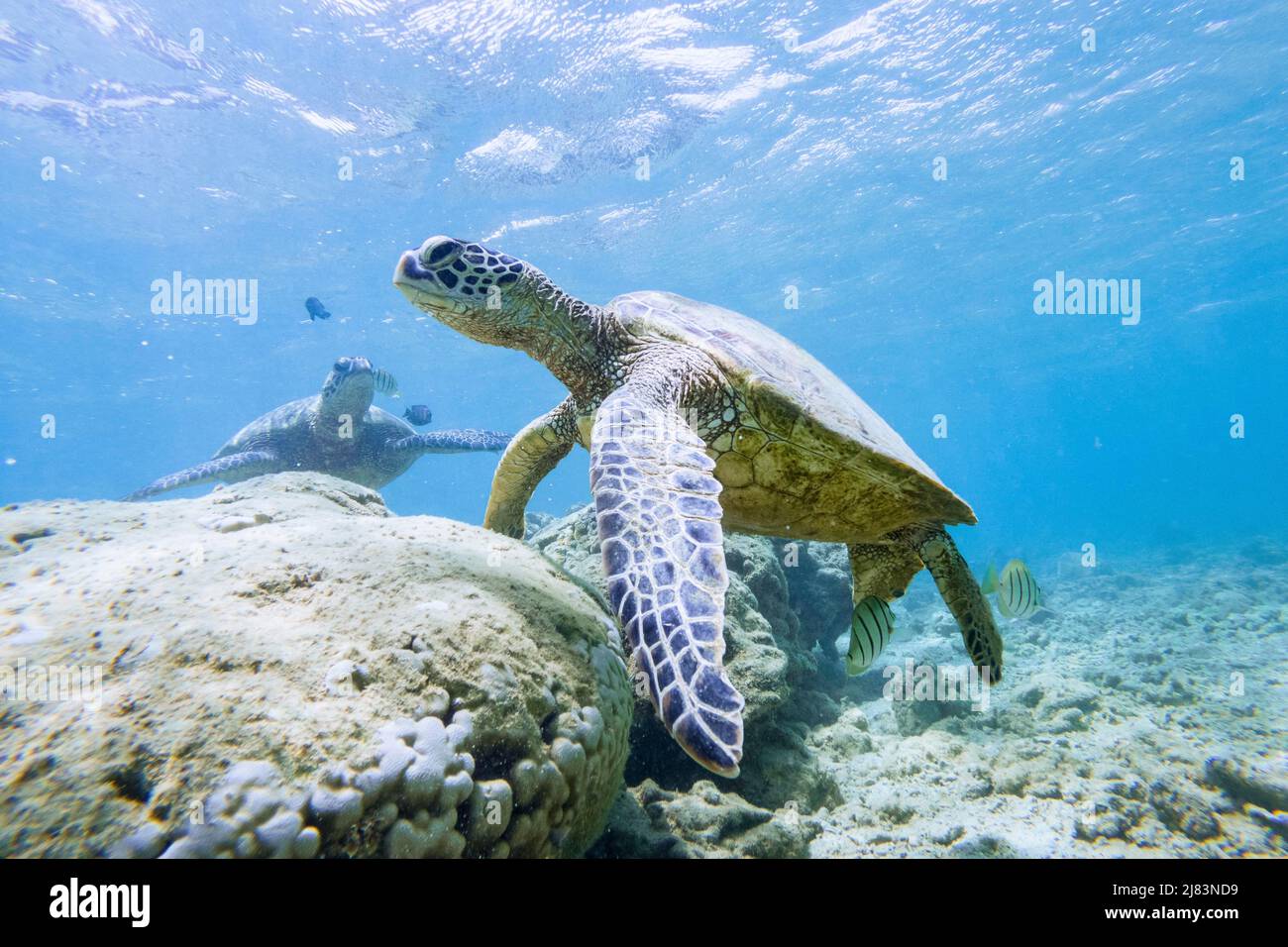 Gruene Meeresschildkroete (Chelonia mydas), unter Wasser, Anini Beach, Kauai, Hawaii, USA Stock Photo