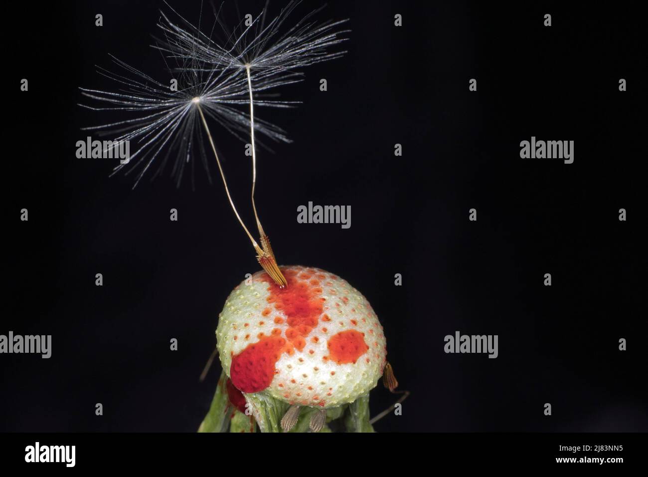 Symbolic image, seed umbels and bleeding dandelion (Taraxacum sect. Ruderalia), studio photograph with black background Stock Photo