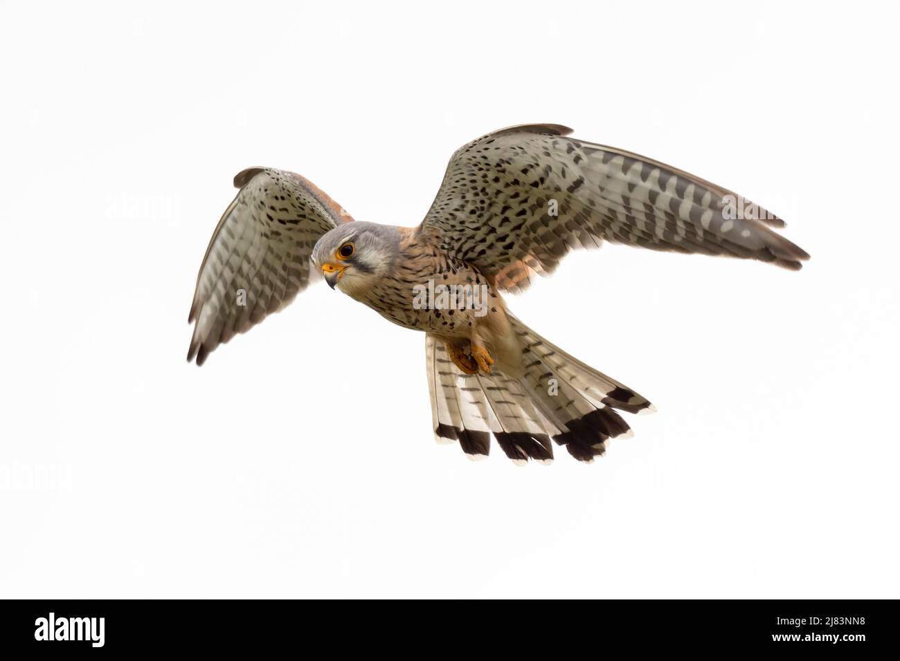 Common kestrel (Falco tinnunculus), male, spying for prey in shaking flight, Lower Austria, Austria Stock Photo