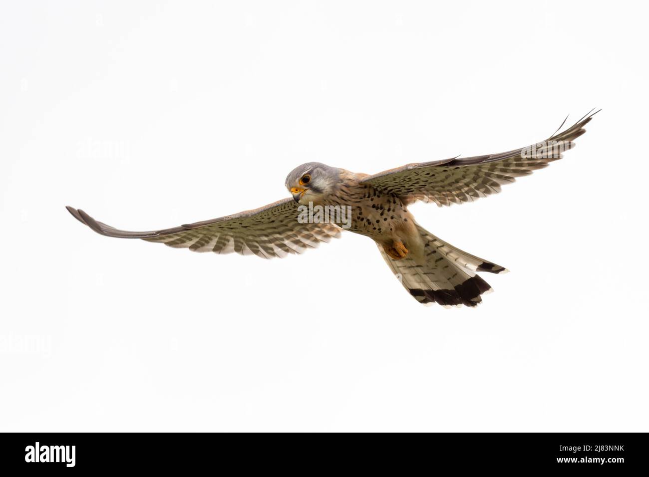 Common kestrel (Falco tinnunculus), male, spying for prey in shaking flight, Lower Austria, Austria Stock Photo